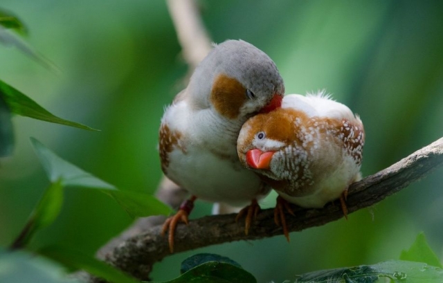 una gran variedad de pajaros